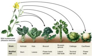 Broccoli, and various species, have evolved from wild mustard plant.